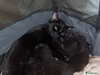 Domestic Shorthair cats Two Females Left - READY TO LEAVE - Advert 4