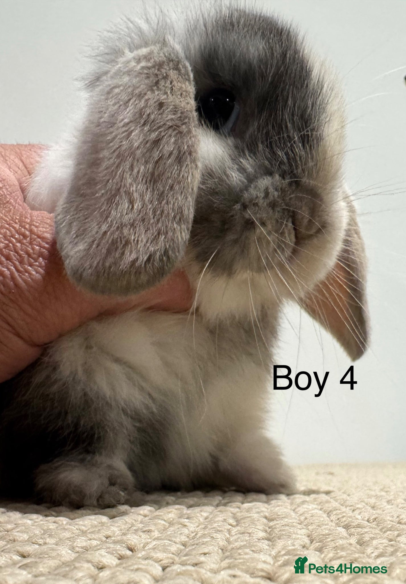 Mini Lop rabbits ☀️ MINI LOPS☀️ - Advert 2