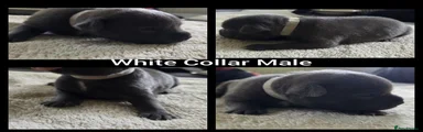 White Collar Male