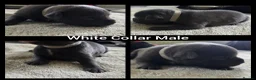 Staffordshire Bull Terrier dogs for sale: KC Blue Staffordshire Bull Terrier Puppies - Advert 12