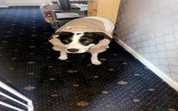 Mixed Breed dogs for sale: Roman - Image 3