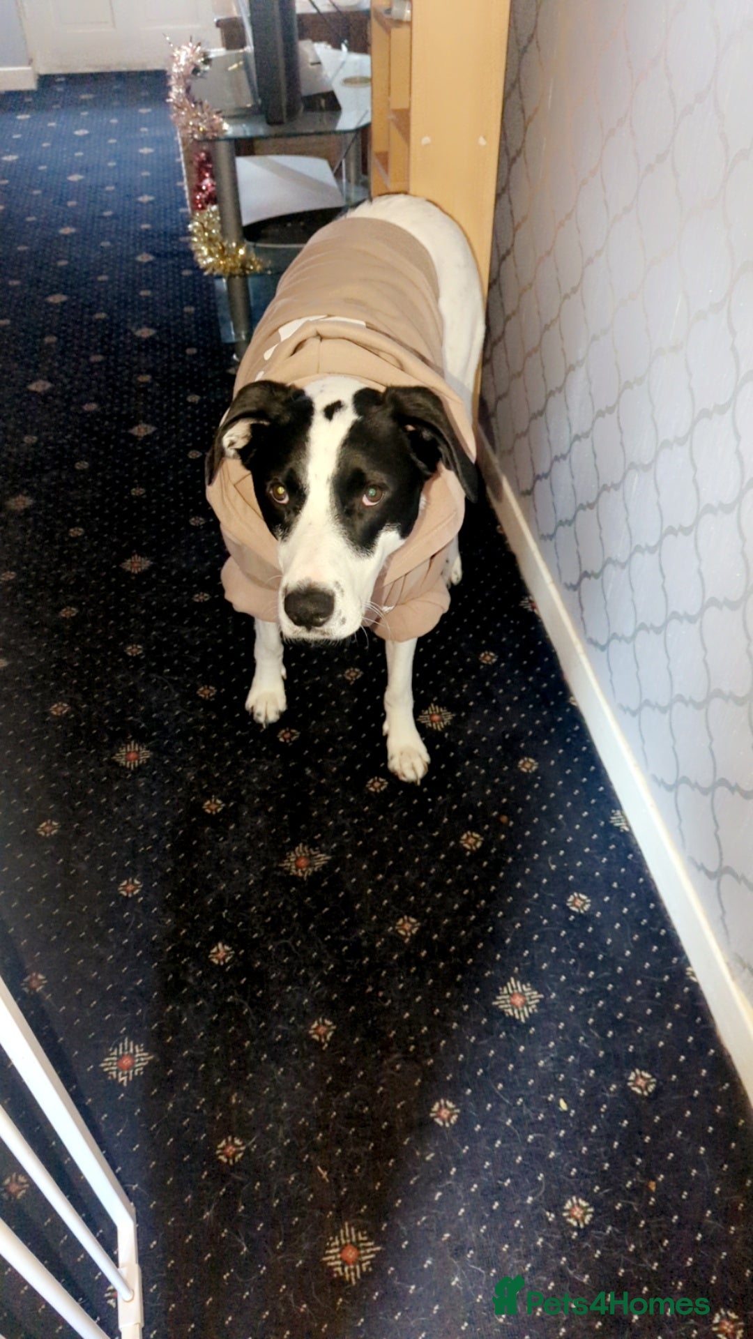 Mixed Breed dogs for sale: Roman - Image 3