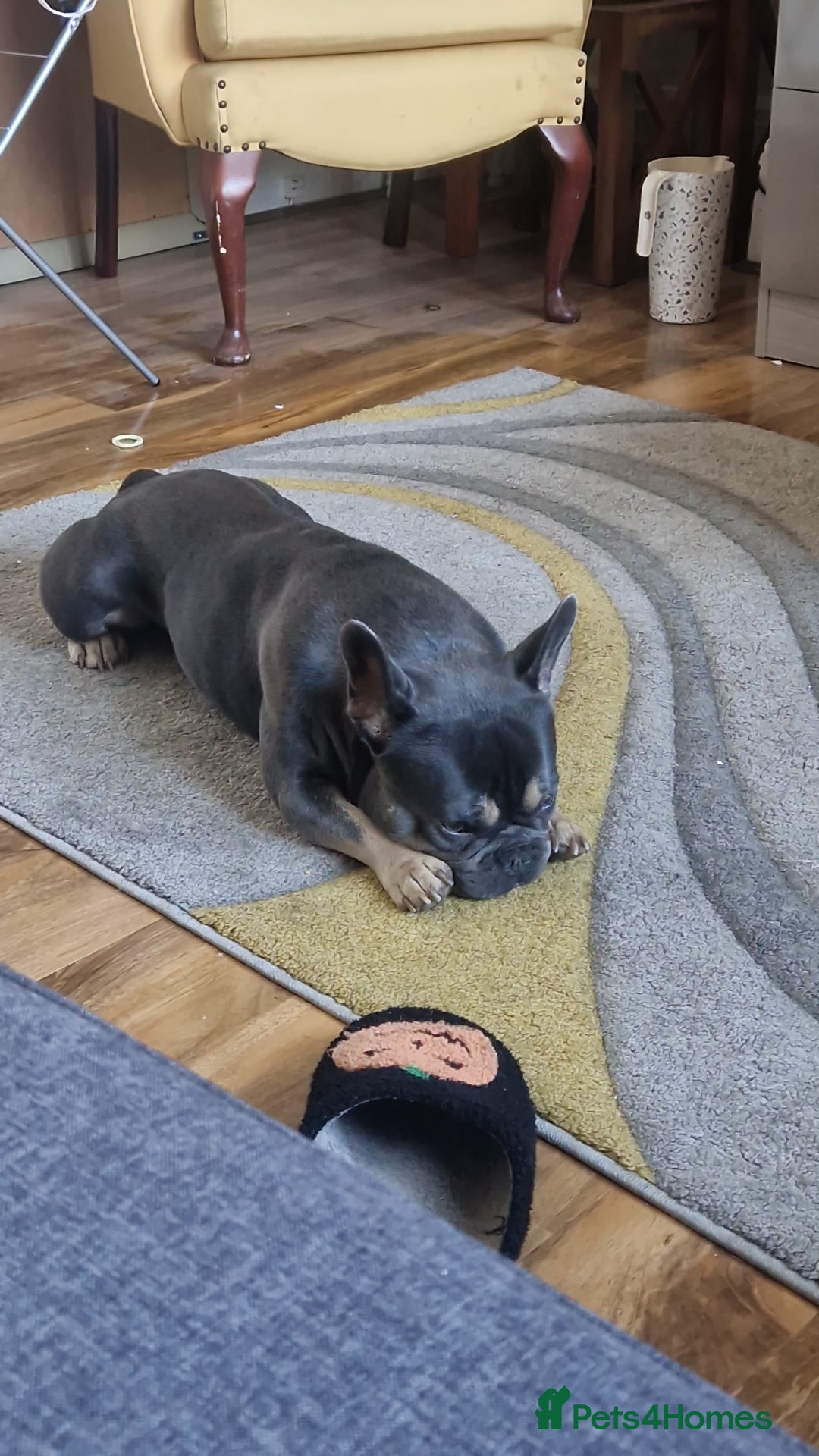 French Bulldog dogs for sale: 2 year old full breed French Bull boy - Advert 6