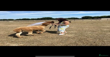 Alpaca livestock Trekking alpacas BAS registered  - Advert 6