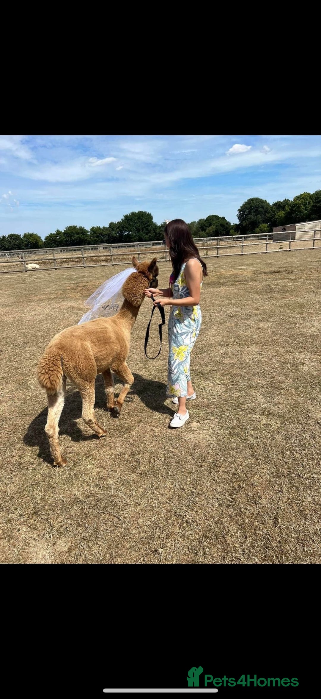 Alpaca livestock for sale: Trekking alpacas BAS registered  - Advert 2