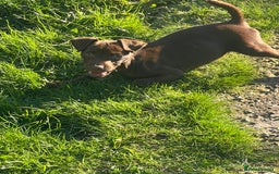 Patterdale Terrier dogs for sale: 3 patterdale terrier pups of working lines  - Image 10