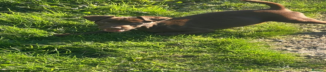 Patterdale Terrier Puppy 3