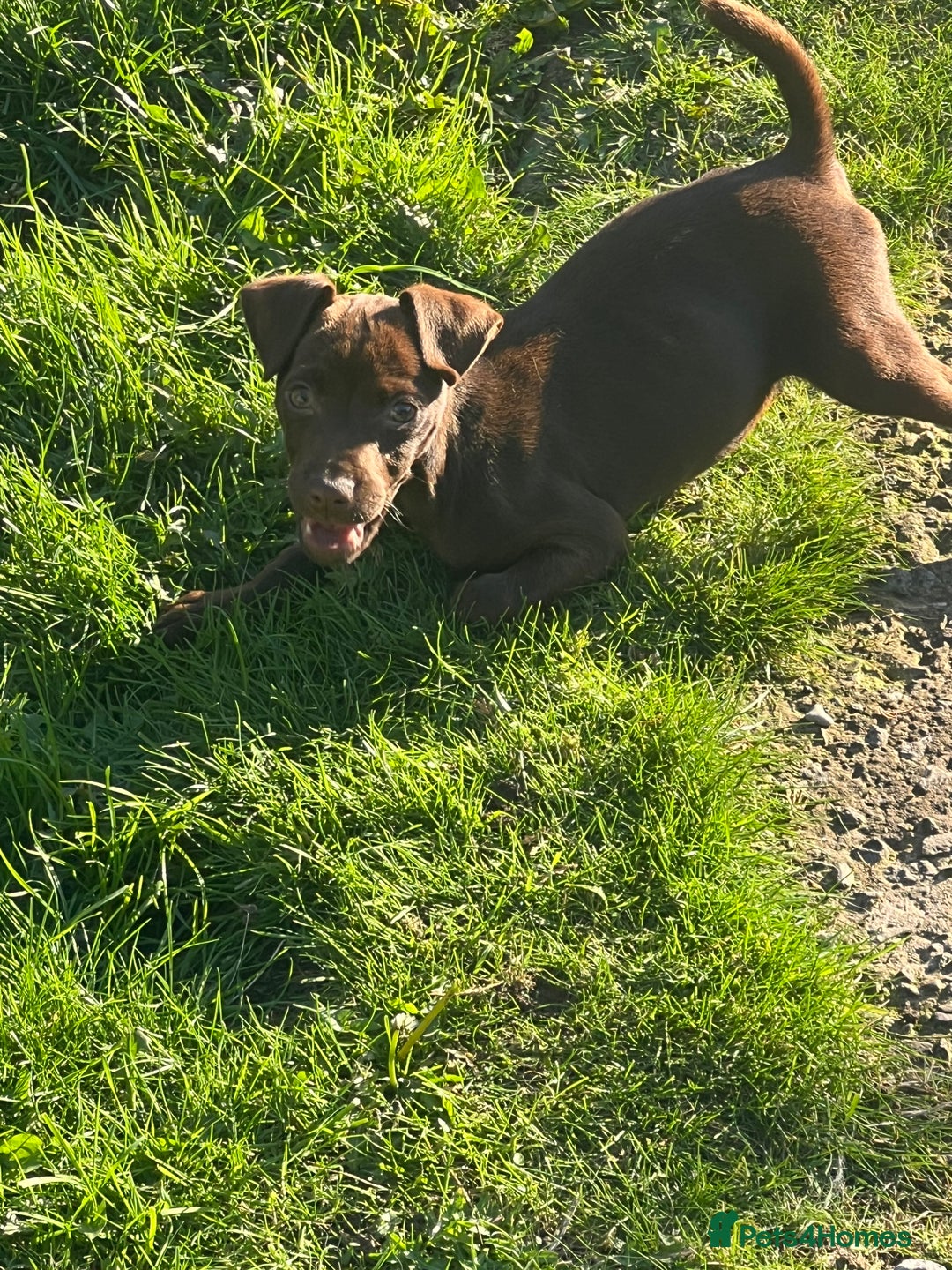 Patterdale Terrier dogs for sale: 3 patterdale terrier pups of working lines  - Image 10