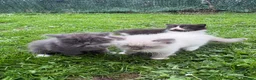 Ragdoll cats for sale: Ragdoll & ragcoon kittens - Advert 5