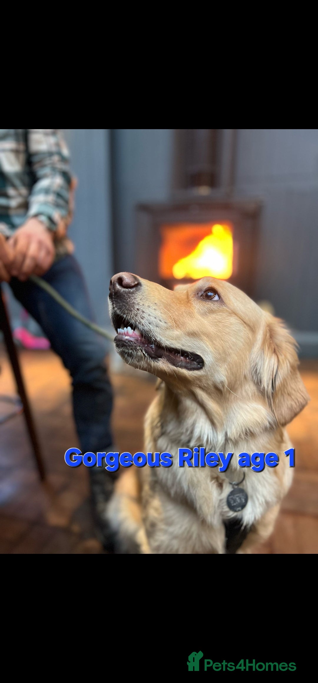 Golden Retriever dogs for stud: EXTENSIVELY HEALTH TESTED, KC Reg PROVEN in Bishop Auckland - Image 14