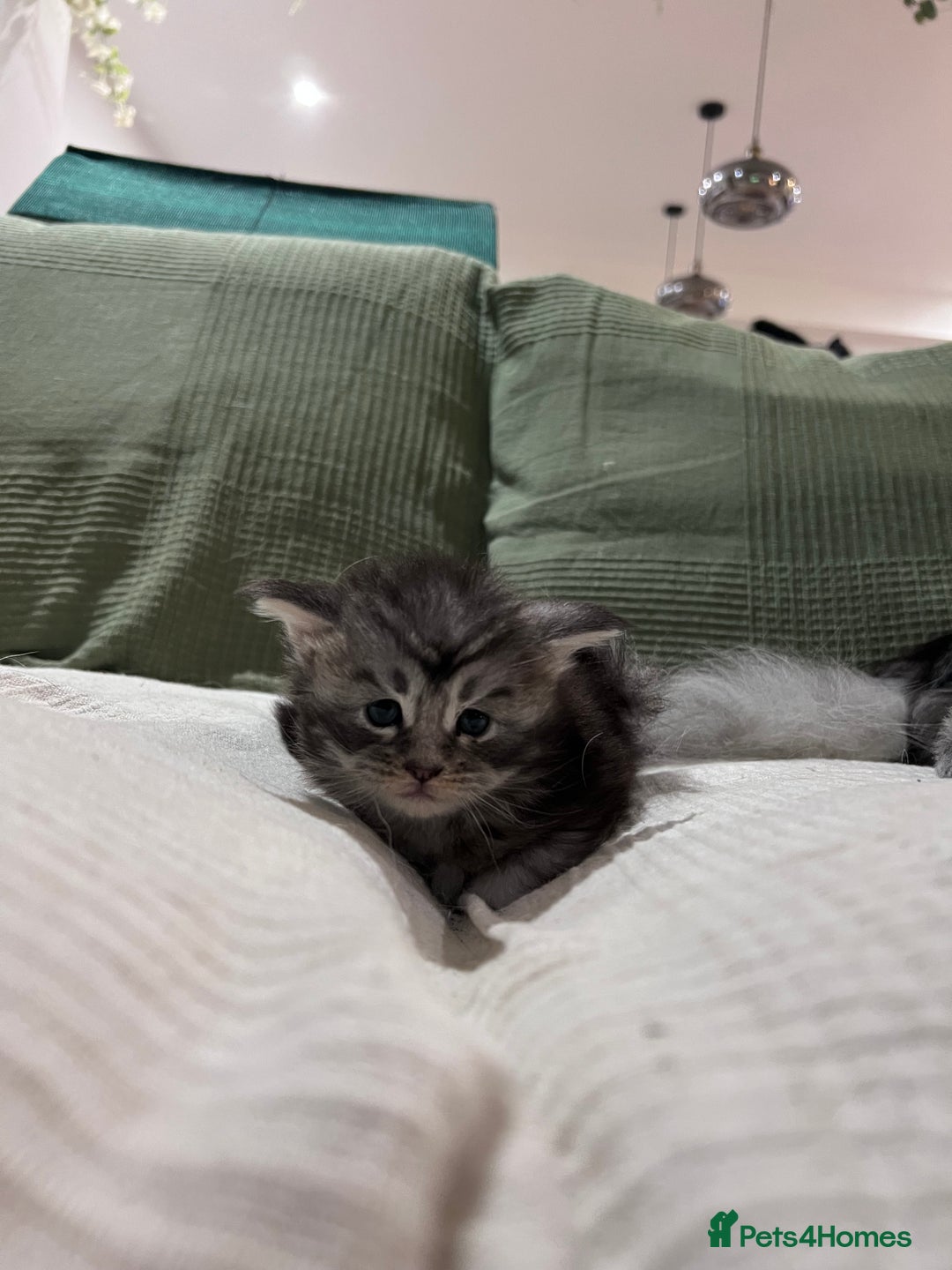 Maine Coon cats for sale: GCCF registered Maine coon kittens - Advert 6