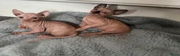 Sphynx cats for sale: *REDUCED* Canadian Sphynx kittens  - Advert 3