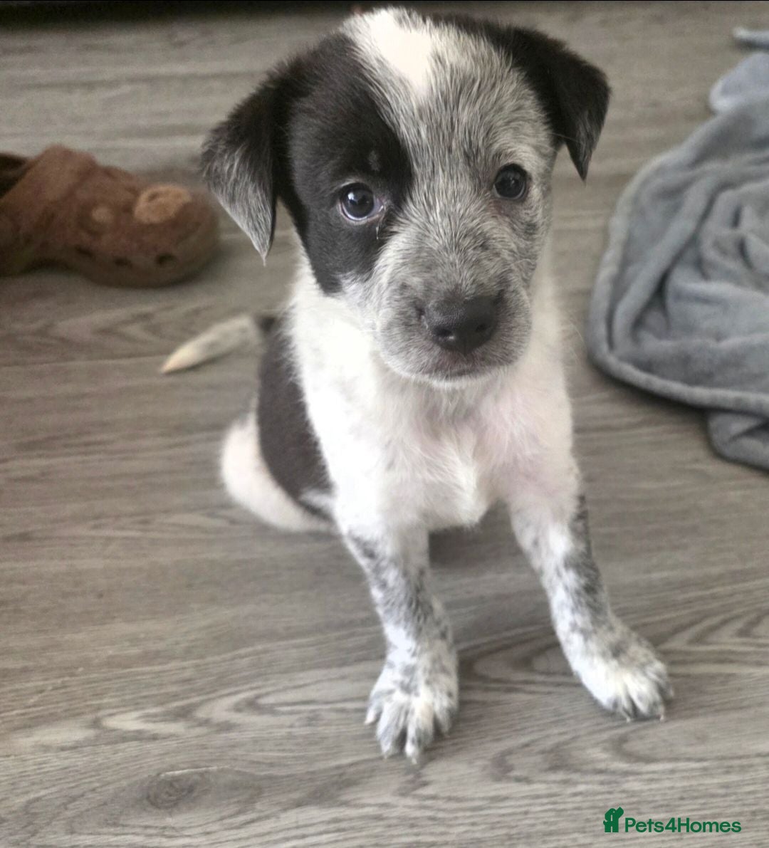 Mixed Breed dogs 5 collie x whippet puppies  - Advert 2