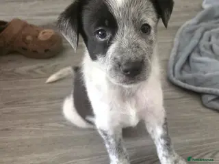Mixed Breed dogs 5 collie x whippet puppies - Advert 2
