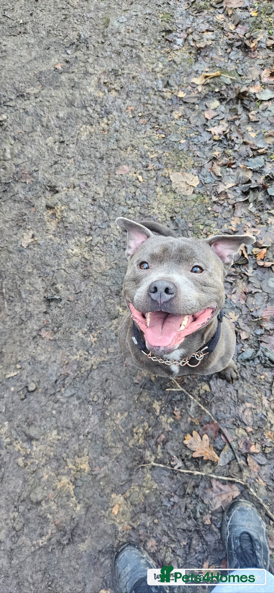 Staffordshire Bull Terrier dogs Blue brindle staffie male for sale - Advert 2