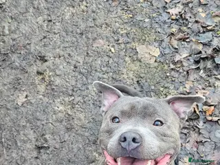 Staffordshire Bull Terrier dogs Blue brindle staffie male for sale - Advert 3