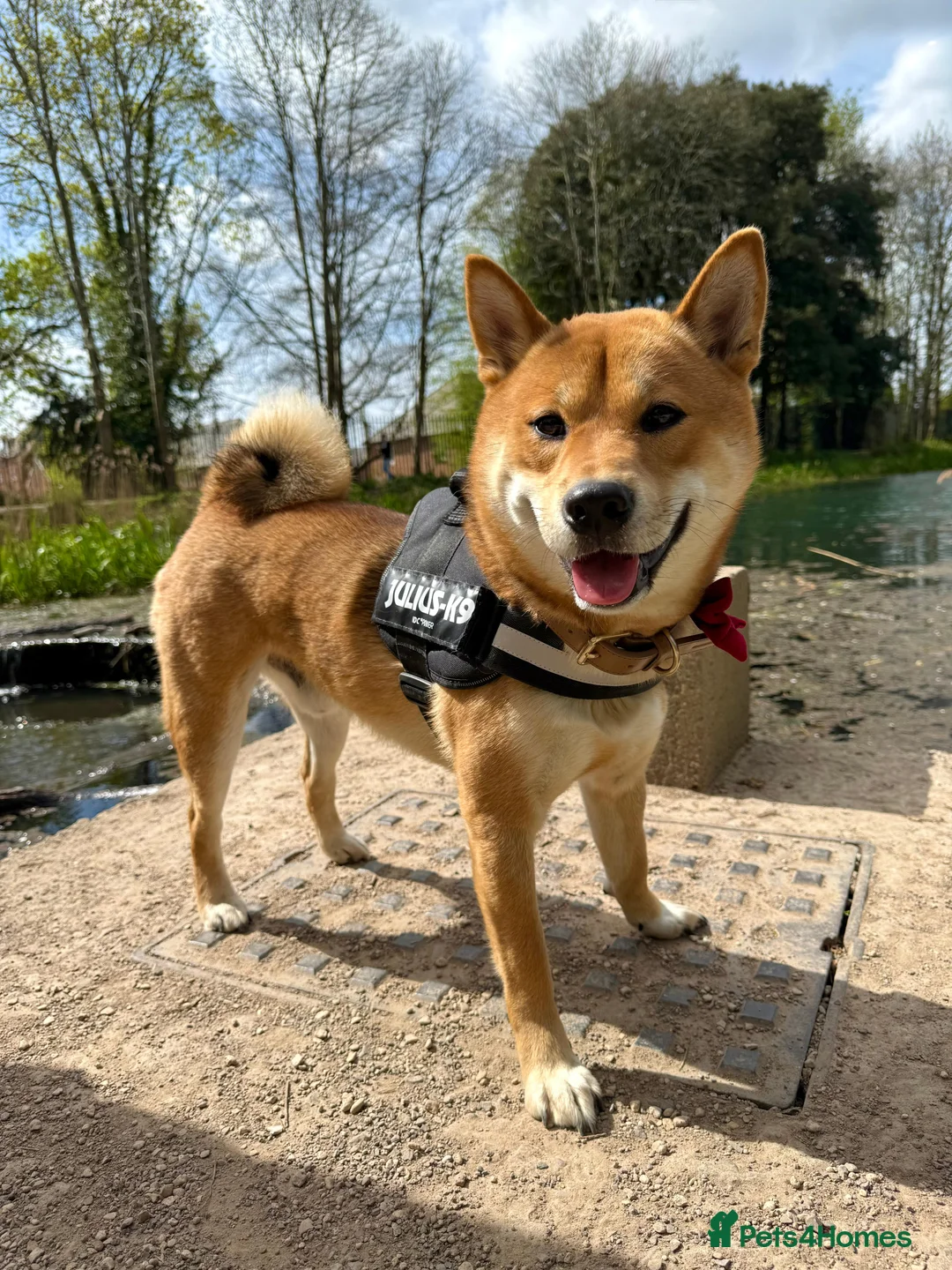 Japanese Shiba Inu dogs for stud: KC Shiba Inu for Stud - Advert 5