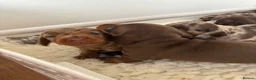 Miniature Dachshund dogs for sale: Stunning 5 star litter  - Advert 8
