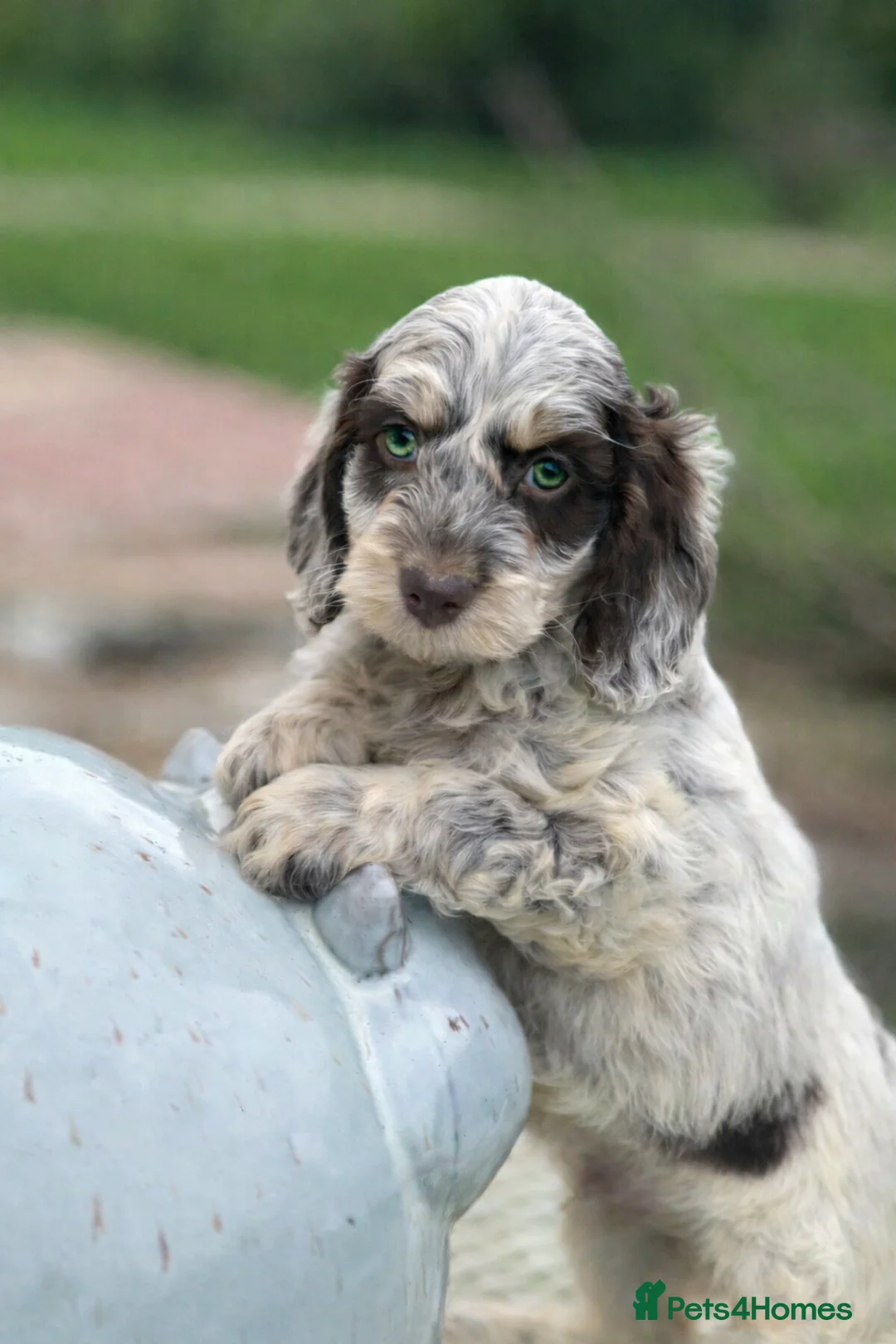 Cockapoo dogs for sale: Fabulous F1 cockapoos - Advert 6