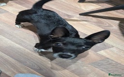 Mixed Breed dogs for sale: Italian Greyhound / Min Pin Mix - 1 Year Old Boy - Image 2