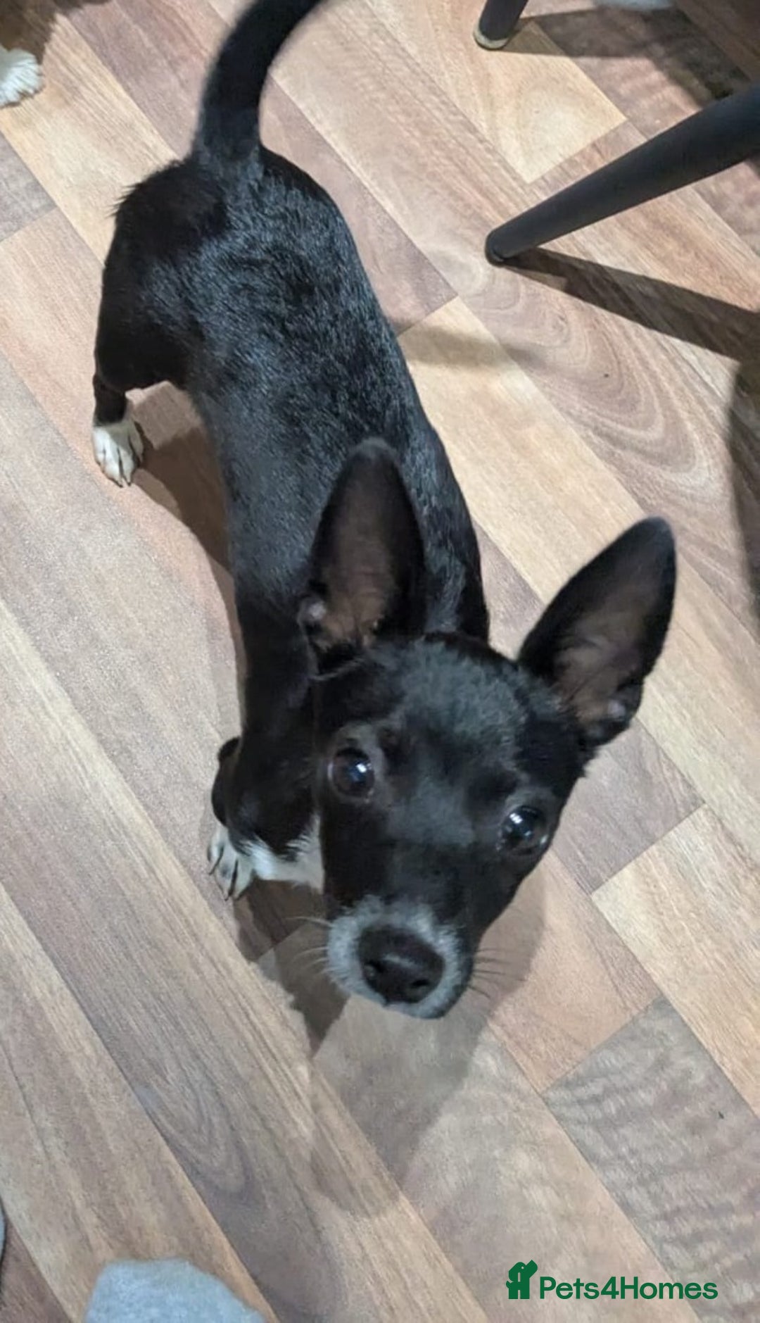 Mixed Breed dogs for sale: Italian Greyhound / Min Pin Mix - 1 Year Old Boy - Image 2
