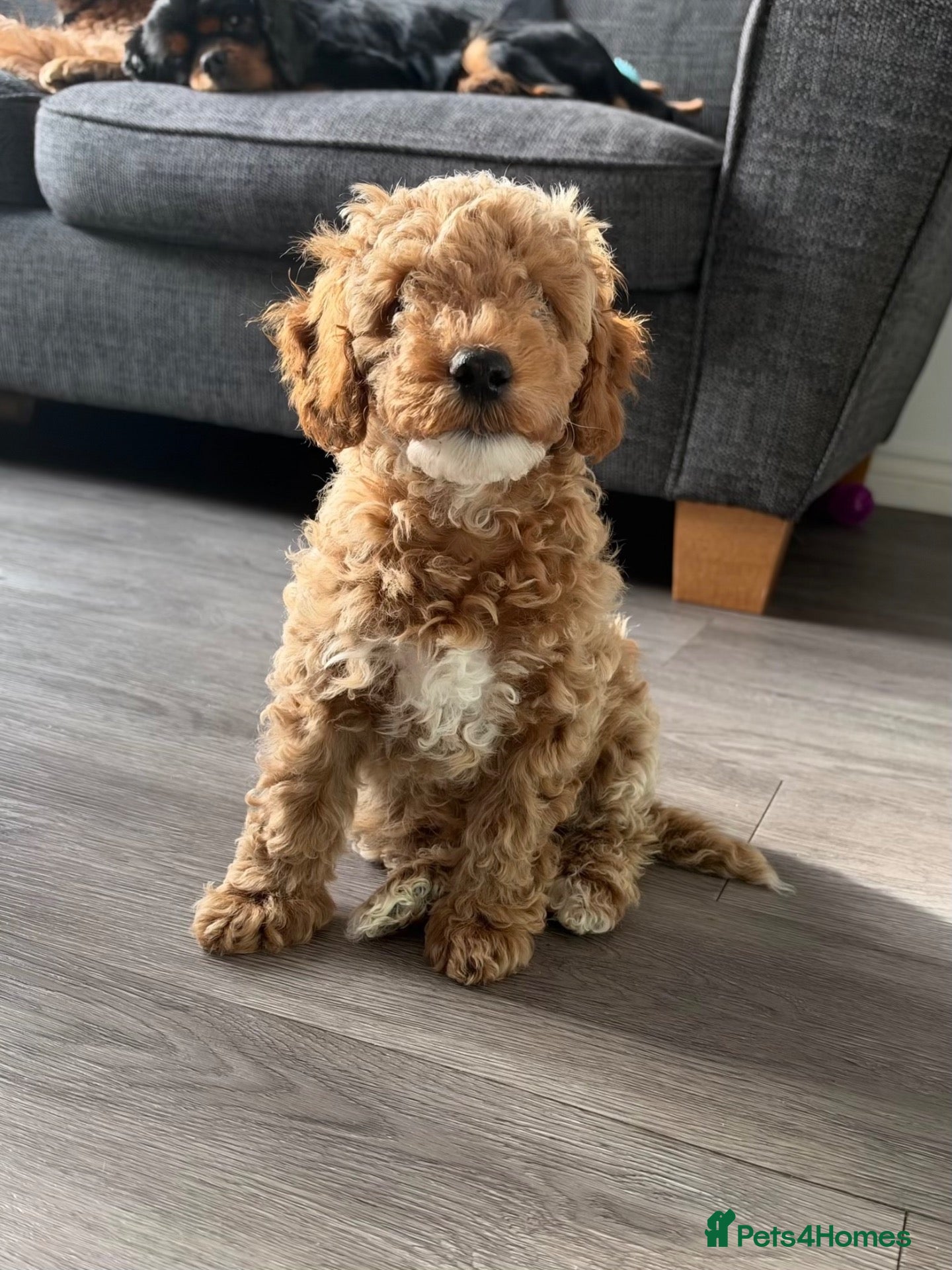 Cavapoo dogs Stunning cavapoo puppies  - Advert 1