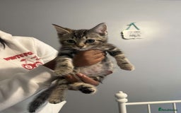 Ragdoll cats for sale: Ragdoll x bengal //// bengal x tabby - Image 38