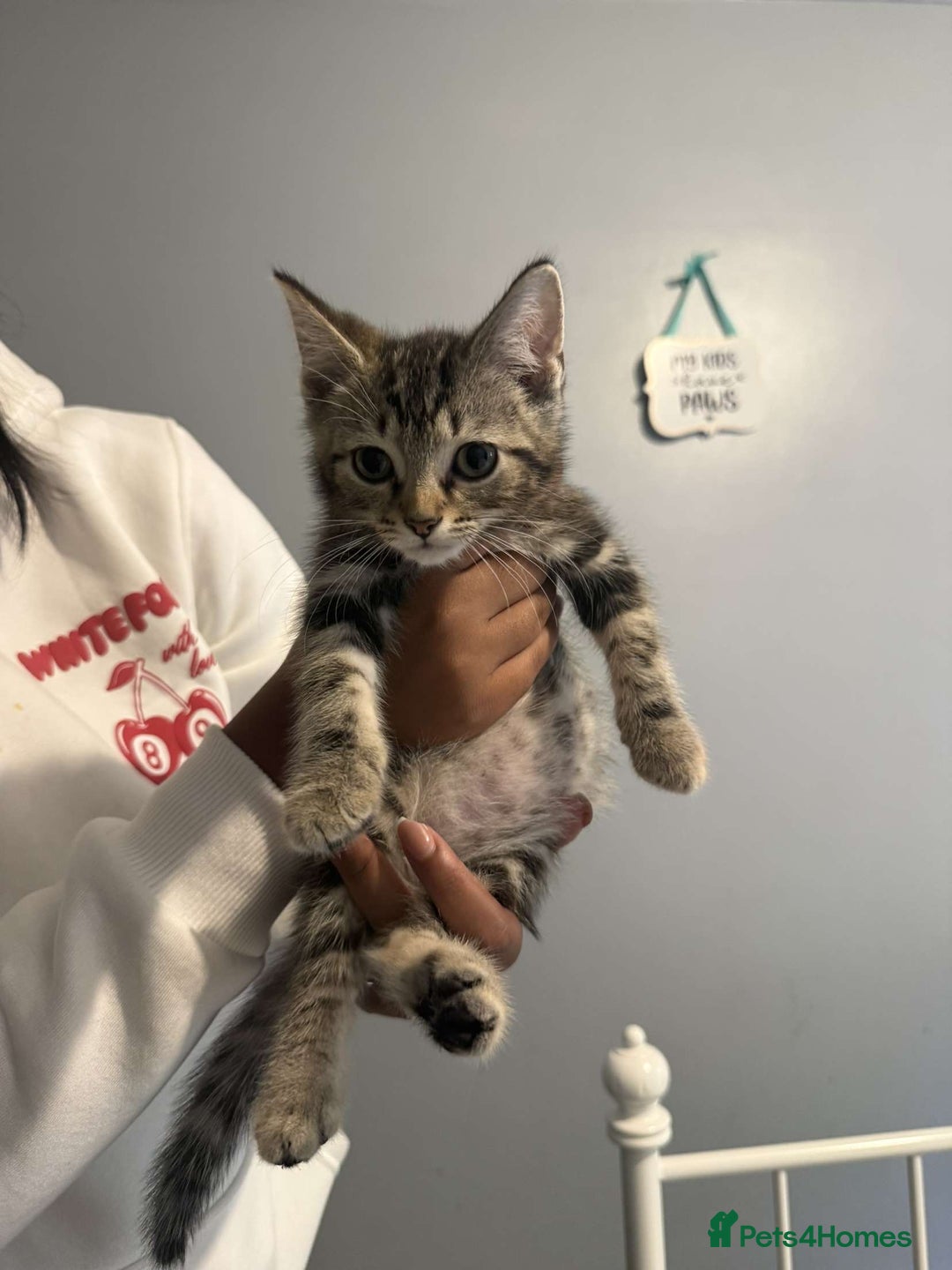 Ragdoll cats for sale: Ragdoll x bengal //// bengal x tabby - Image 38