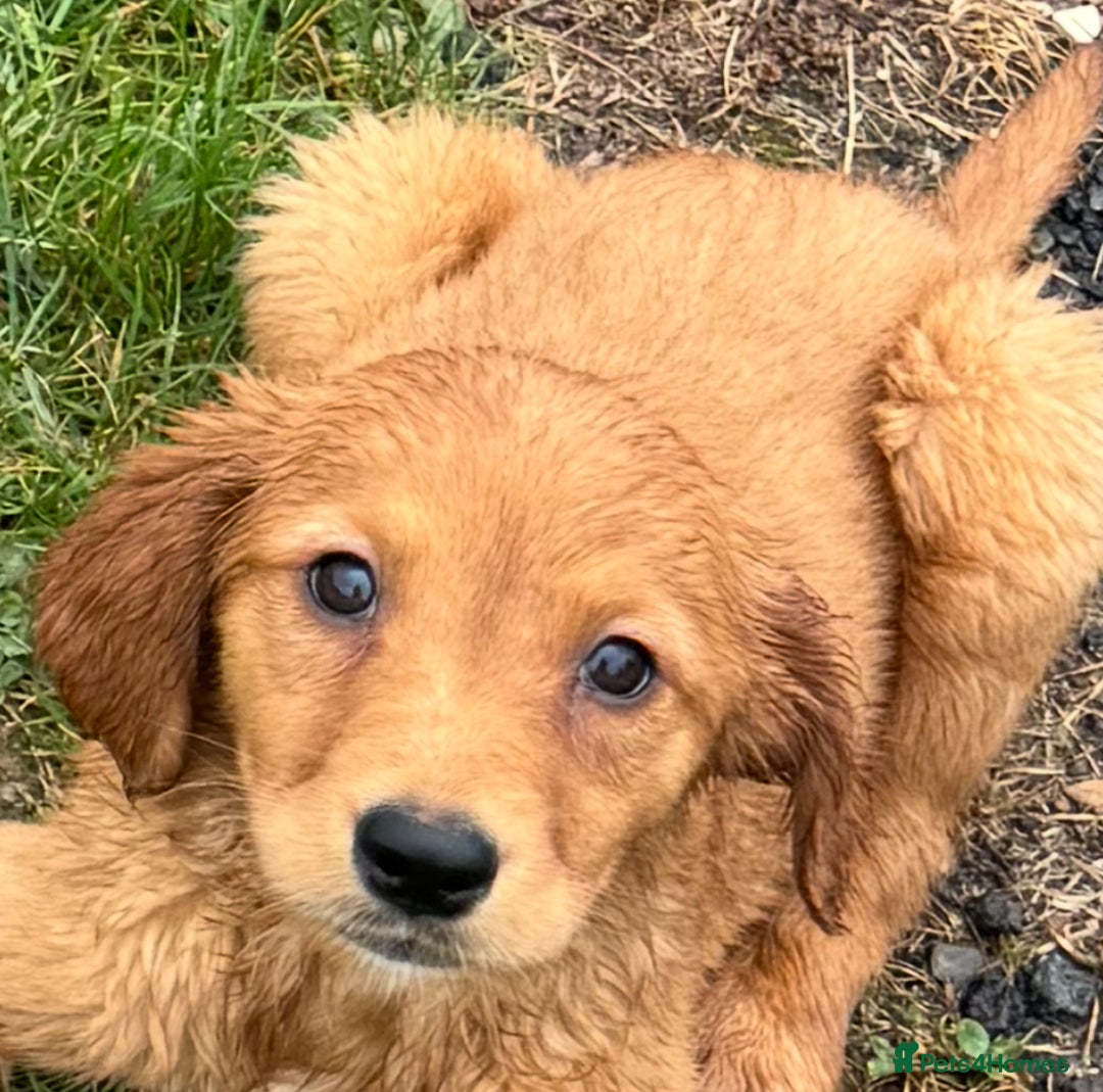 Golden Retriever dogs for sale: Dark fox red KC golden retriever puppies - Image 28