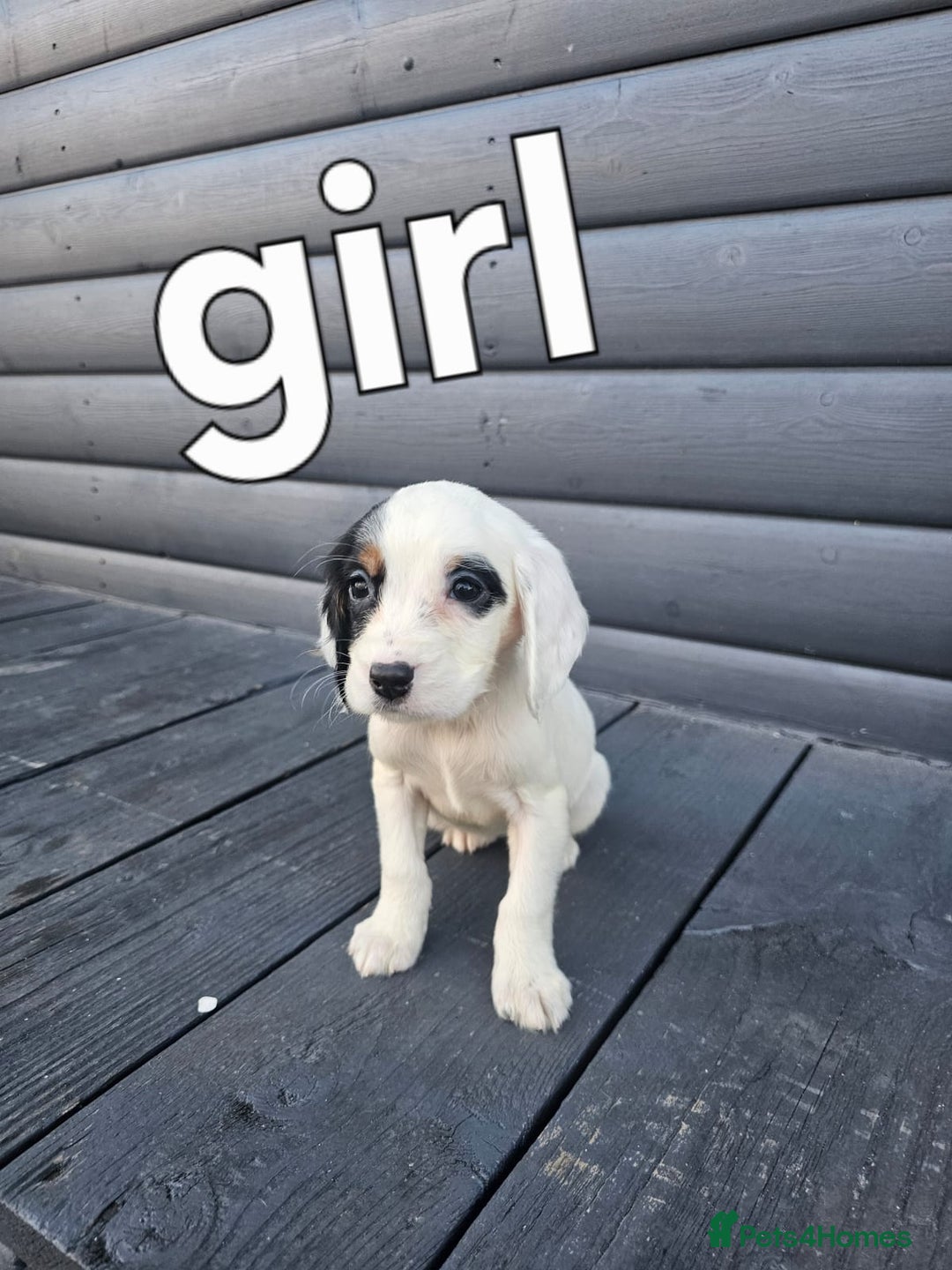 Cocker Spaniel dogs for sale: Cocker spaniels puppys  - Image 6