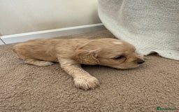 Cockapoo dogs for sale: 8 beautiful cockapoo puppies  - Image 10