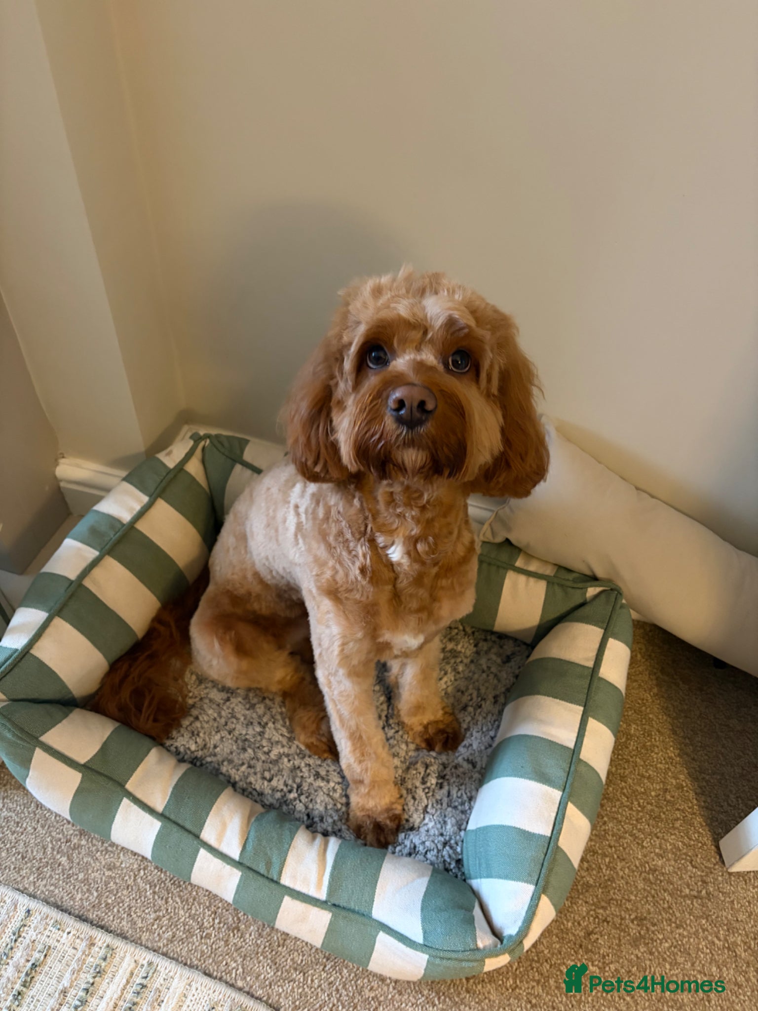 Cavapoo dogs Red Cavapoo Stud Dog  - Advert 14