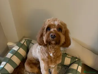 Cavapoo dogs Red Cavapoo Stud Dog - Advert 14