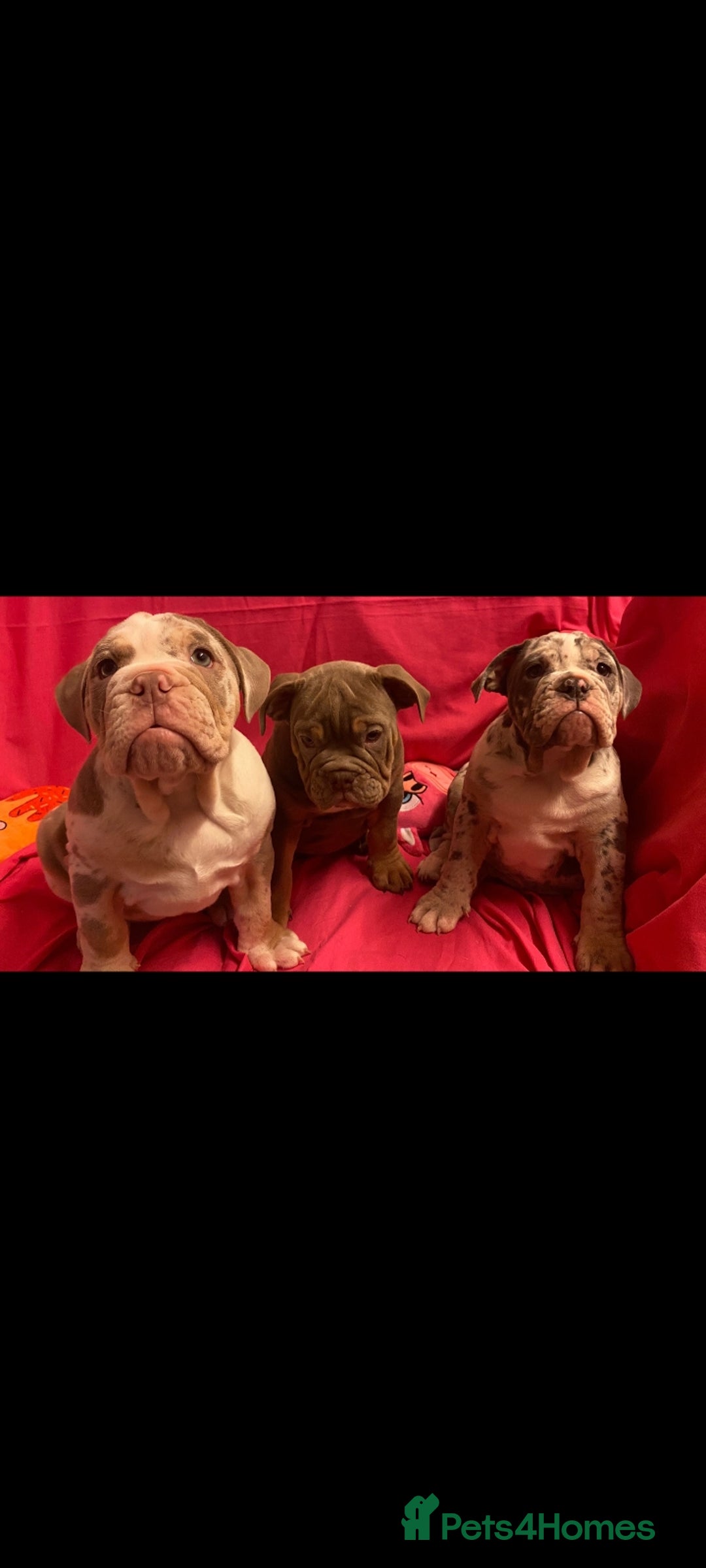Mixed Breed dogs for sale: F1 olde English bulldog - Advert 28