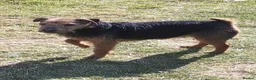 Lakeland Terrier dogs for sale: Lakeland terrier puppies (working type) - Advert 11