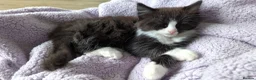 Ragdoll cats for sale: Ragdoll kittens - Advert 21