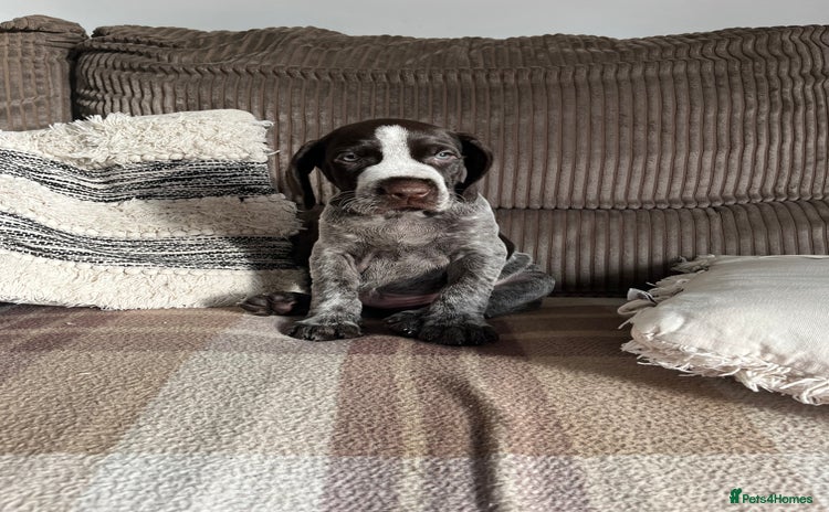 German Wirehaired Pointer dogs - Advert 2