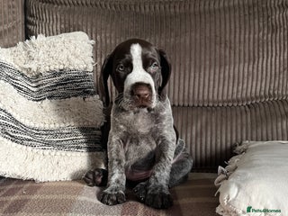German Wirehaired Pointer dogs - Advert 30