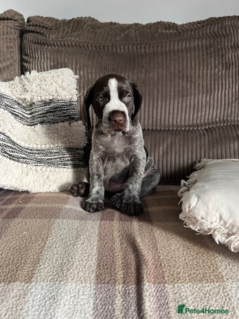 German Wirehaired Pointer dogs - Advert 1