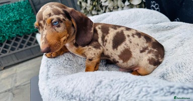 Miniature Dachshund dogs - Advert 4