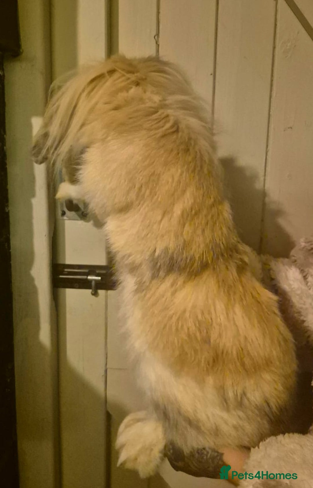 Mini Lion Lop rabbits for sale: Mini Lion Lop Buck Rehoming - Advert 3