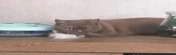 British Shorthair cats for sale: Active cinnamon queen - Advert 5