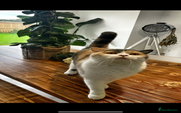 British Shorthair cats for sale: British Shorthair Queen Proven & Show Winning - Image 5