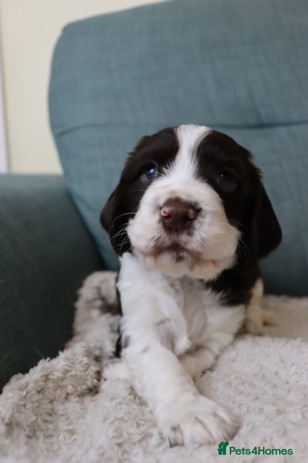 Cocker Spaniel dogs for sale: *Last little boy* chocolate cocker spaniel - Advert 19