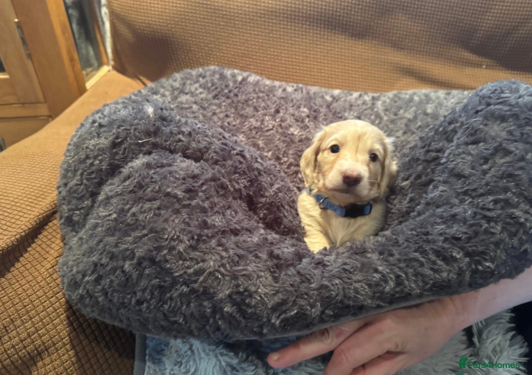 Miniature Dachshund dogs for sale: English cream dachshund  - Advert 6