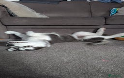 Siberian Husky dogs for stud: Olly - Husky Malamute - Image 2