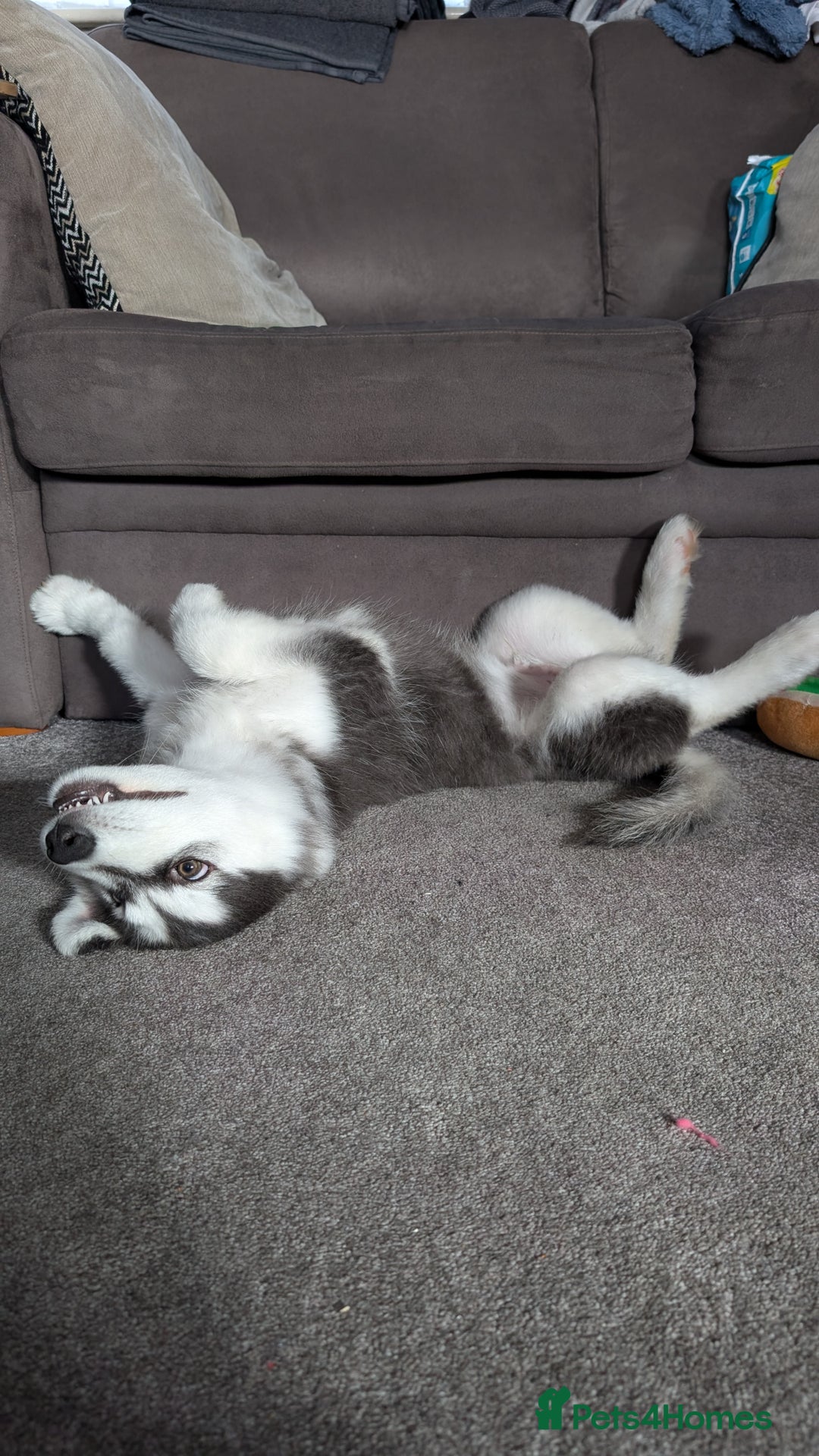 Siberian Husky dogs for stud: Olly - Husky Malamute - Image 2