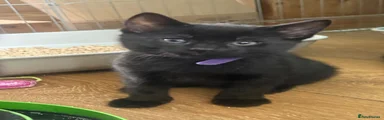 Bombay Kitten 5