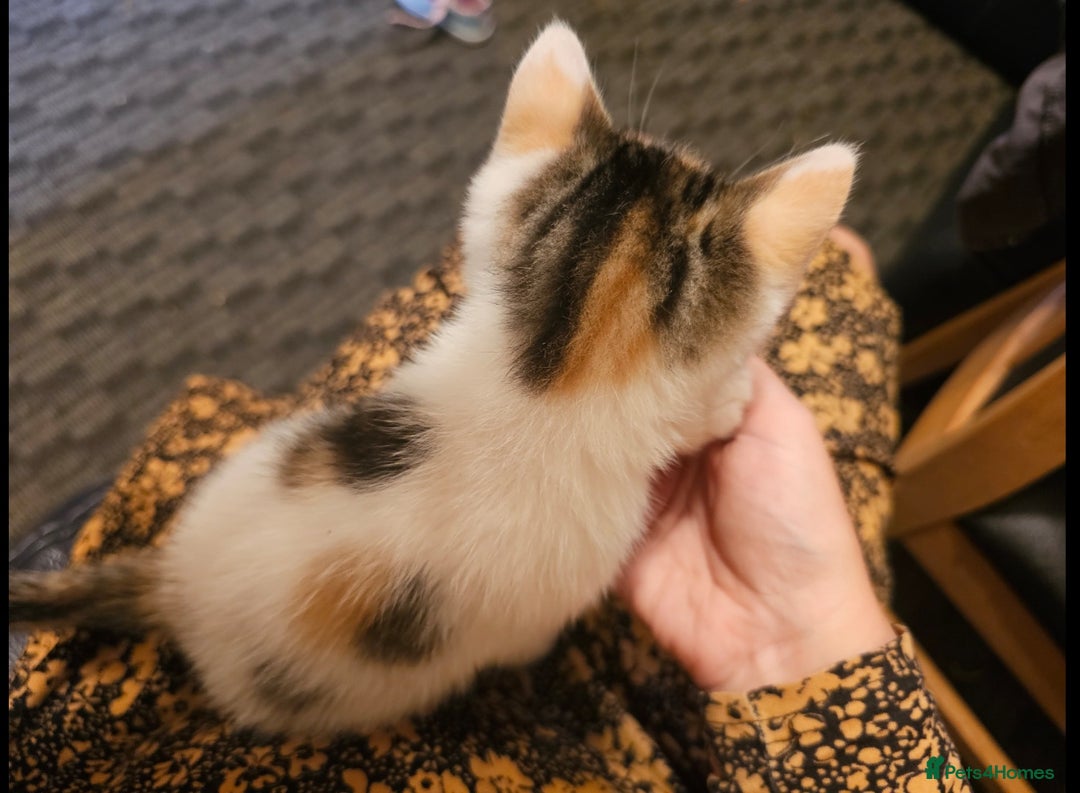 Mixed Breed cats for sale: Lovely kittens - Image 1