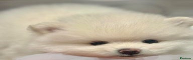 Pomeranian Puppy White